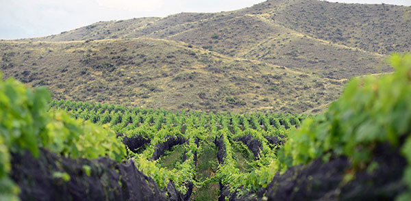 Catena Zapata Vineyard