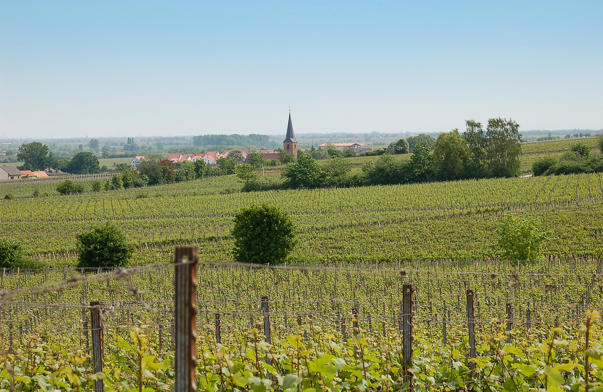 Villa+Wolf+Forst+Vineyards+20x13cm+300dpi+©+Villa+Wolf